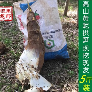 新鲜黄芽毛笋高山黄泥鲜笋当季时令蔬菜浙江毛笋毛竹笋现挖带壳发