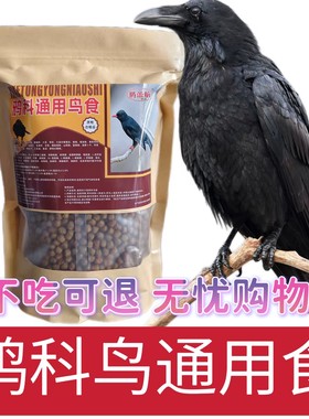 寒鸦渡鸦白颈乌鸦鸟食鸟饲料