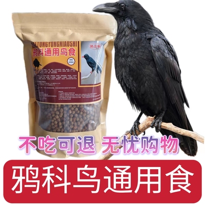 寒鸦渡鸦白颈乌鸦鸟食鸟饲料