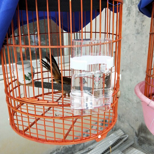 画眉鸟笼鸟用品/鸟用饮水器/水壶水缸鸟笼鸟食鸟用具