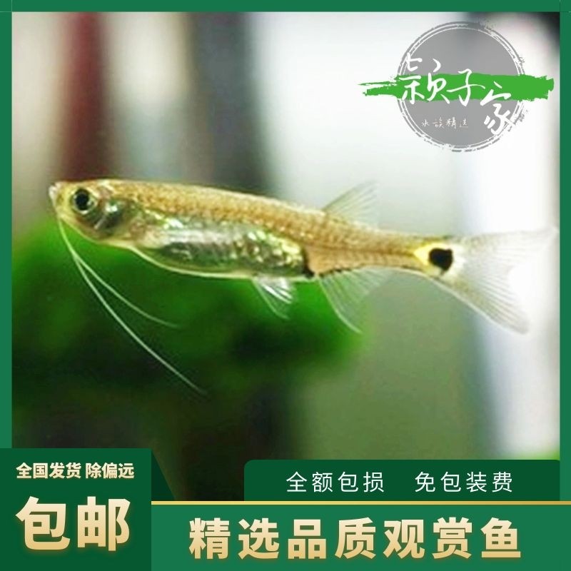 【龙须灯】活体灯科鱼小型淡水热带鱼观赏鱼除油膜工具鱼上层鱼