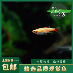 【黄化红金丝灯】活体鱼冷水不加温小型入门观赏包活送包装包邮