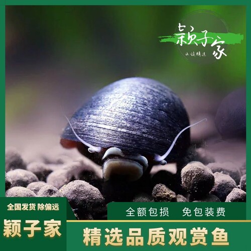 清洁除藻工具螺草缸可养
