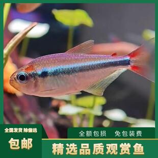 烈焰蓝宝石可卡灯鱼群游南美高端淡水草缸热带观赏鱼活体新手好养