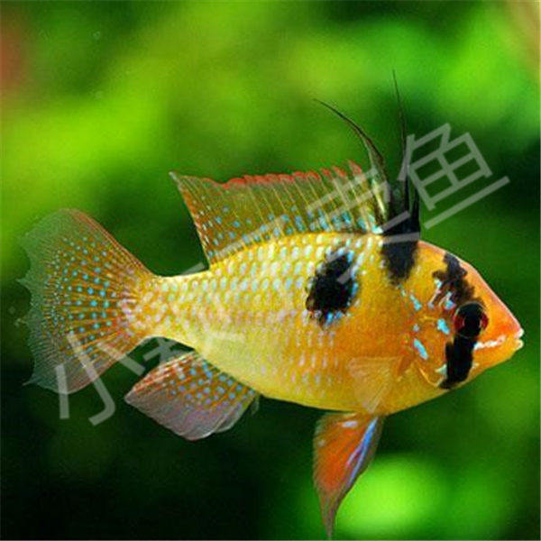 德系荷兰凤凰鱼活体短鲷经典长身圆尾2.5cm小亚成特价热带观赏鱼,宠物/宠物食品及用品,鱼,淘宝优惠券,粉丝福利购,淘宝优惠卷