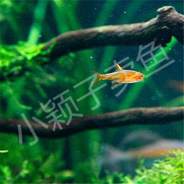 喷火灯鱼1.5-2cm特价活体鱼小型热带观赏鱼水草缸群游宠物群游鱼