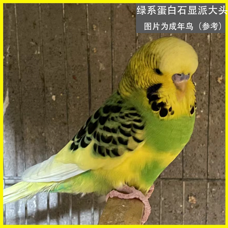 特色大头虎皮手养鹦鹉云斑活鸟活物家养幼鸟宠物活体金彩显蘑菇头