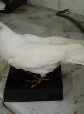 中式风鸽子摄影道具橱窗花艺标本