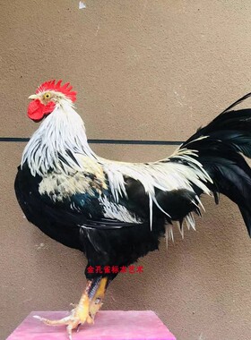 11年老店9个品种大红公鸡标本