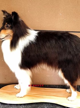 天然皮毛鸟类昆虫动物标本