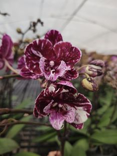 闪烁之光五花肉单剑3.0寸杯开花带苞~每颗开花不同