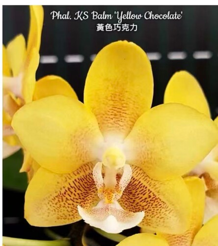 浓香丰花：黄色巧克力3.0寸杯双剑花苞龚氏香水蝴蝶兰