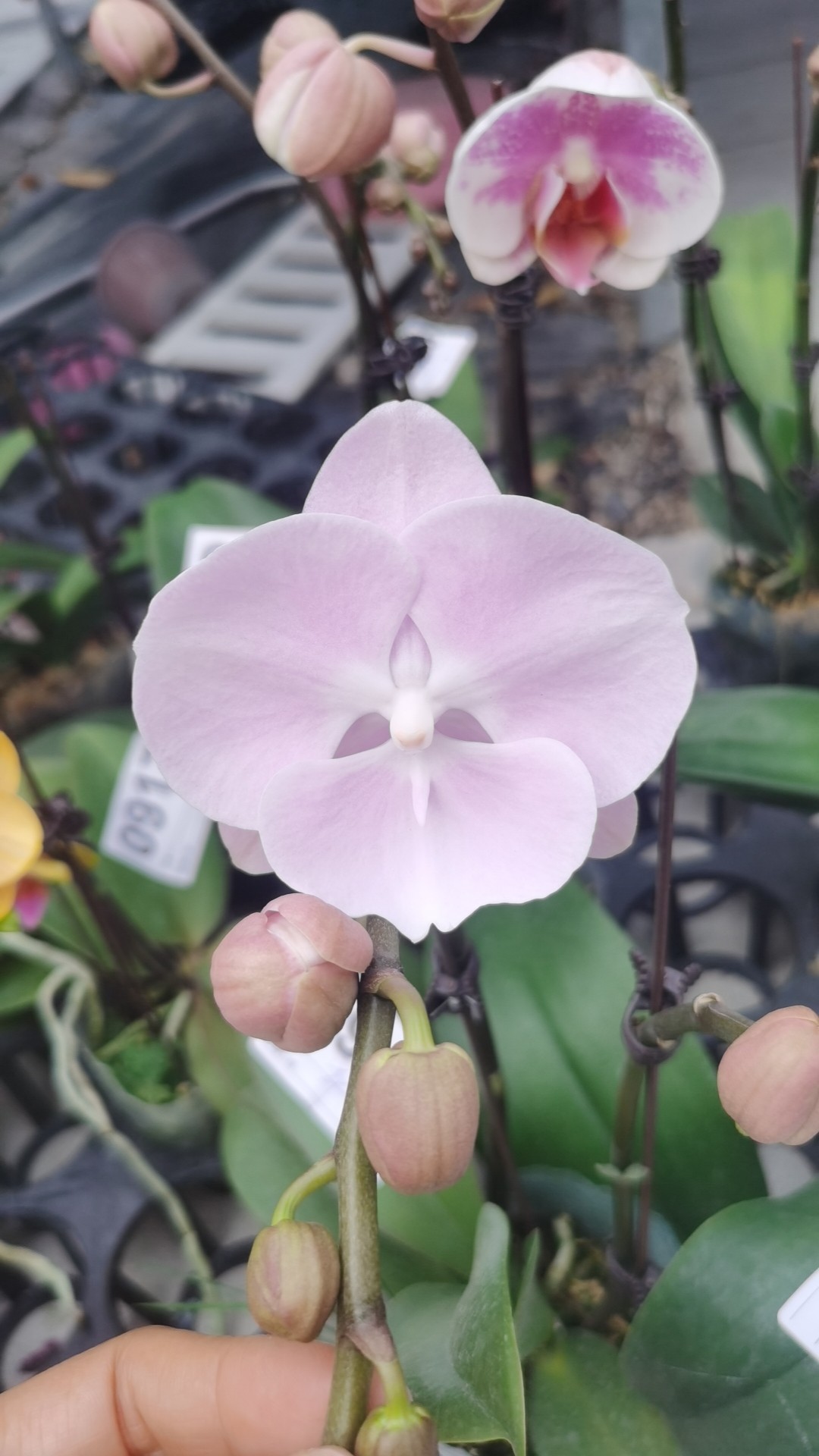 新品：云朵平替（紫霞仙子）3.5双剑寸花苞~有瑕,鲜花速递/花卉仿真/绿植园艺,国兰/杂交兰/洋兰类,淘宝优惠券,粉丝福利购,淘宝优惠卷