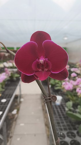 新品：红天鹅3.0双剑开花或者全花包