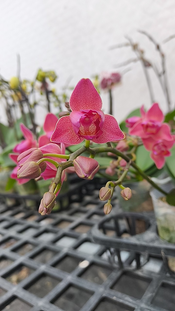 带香:元气满满变异3.0单剑,鲜花速递/花卉仿真/绿植园艺,国兰/杂交兰/洋兰类,淘宝优惠券,粉丝福利购,淘宝优惠卷