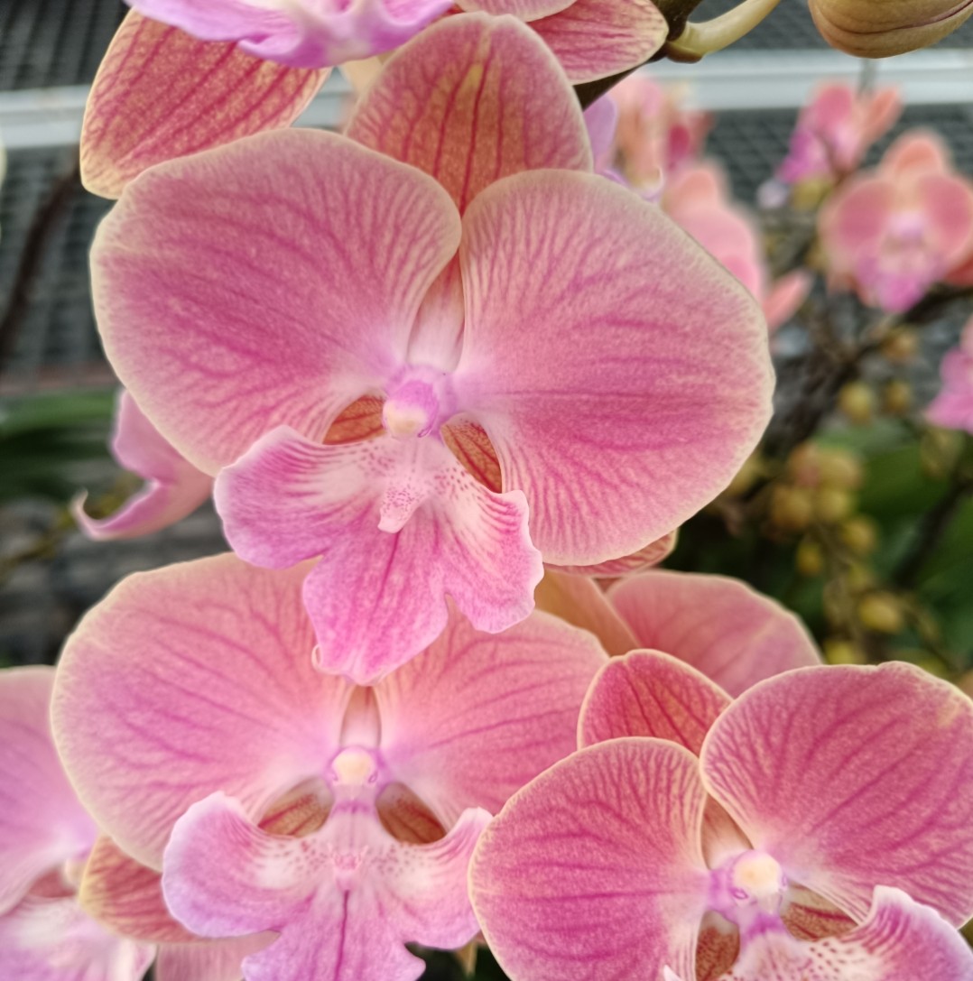 网红款：唯美3.5寸杯双剑开花或者花苞～叶瑕,鲜花速递/花卉仿真/绿植园艺,国兰/杂交兰/洋兰类,淘宝优惠券,粉丝福利购,淘宝优惠卷