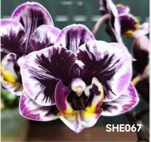 新品：美琪黑天使3.0寸（有反组机率）