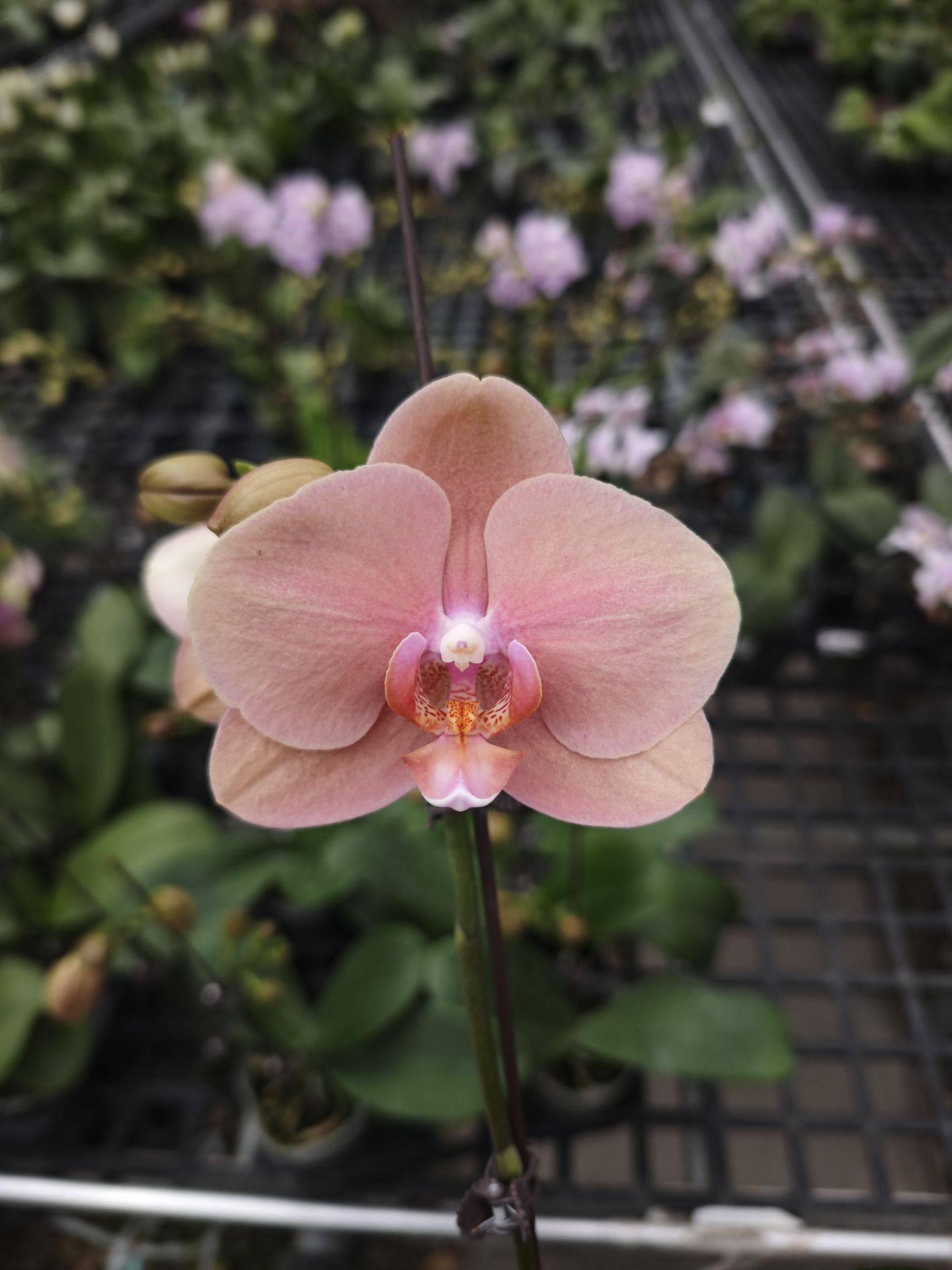 水瓶座3.0寸杯双剑开花或者花苞,鲜花速递/花卉仿真/绿植园艺,国兰/杂交兰/洋兰类,淘宝优惠券,粉丝福利购,淘宝优惠卷