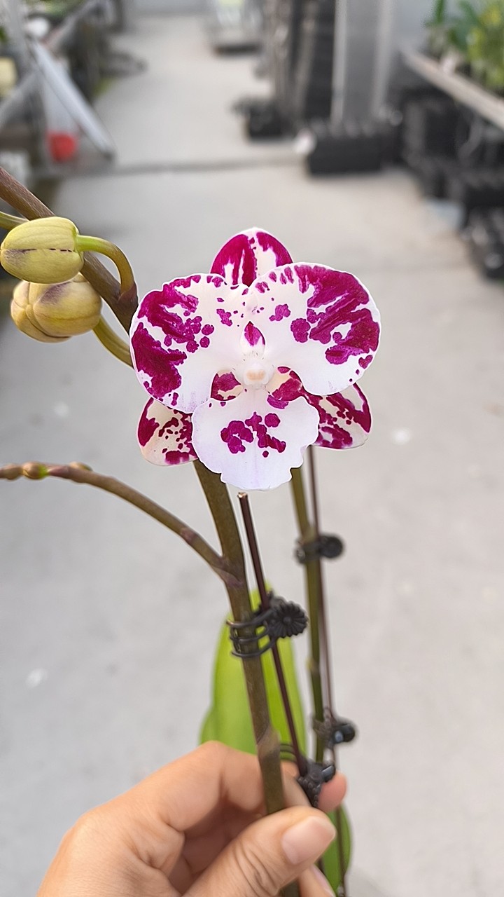 新品:蓝莓果酱3.0双剑开花带苞,鲜花速递/花卉仿真/绿植园艺,国兰/杂交兰/洋兰类,淘宝优惠券,粉丝福利购,淘宝优惠卷