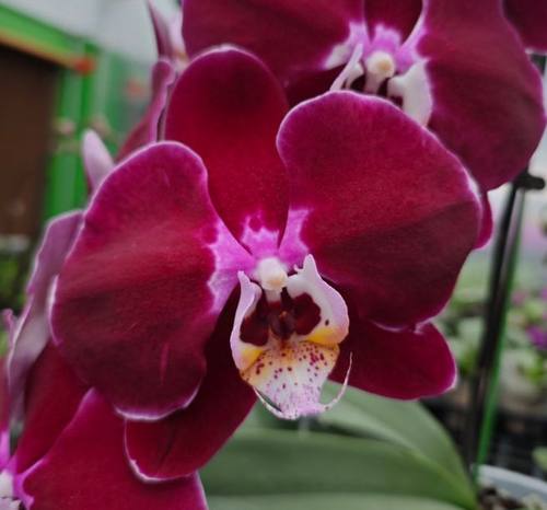 网红丝绒质感大花：幻影3.0寸杯 开花或者花苞