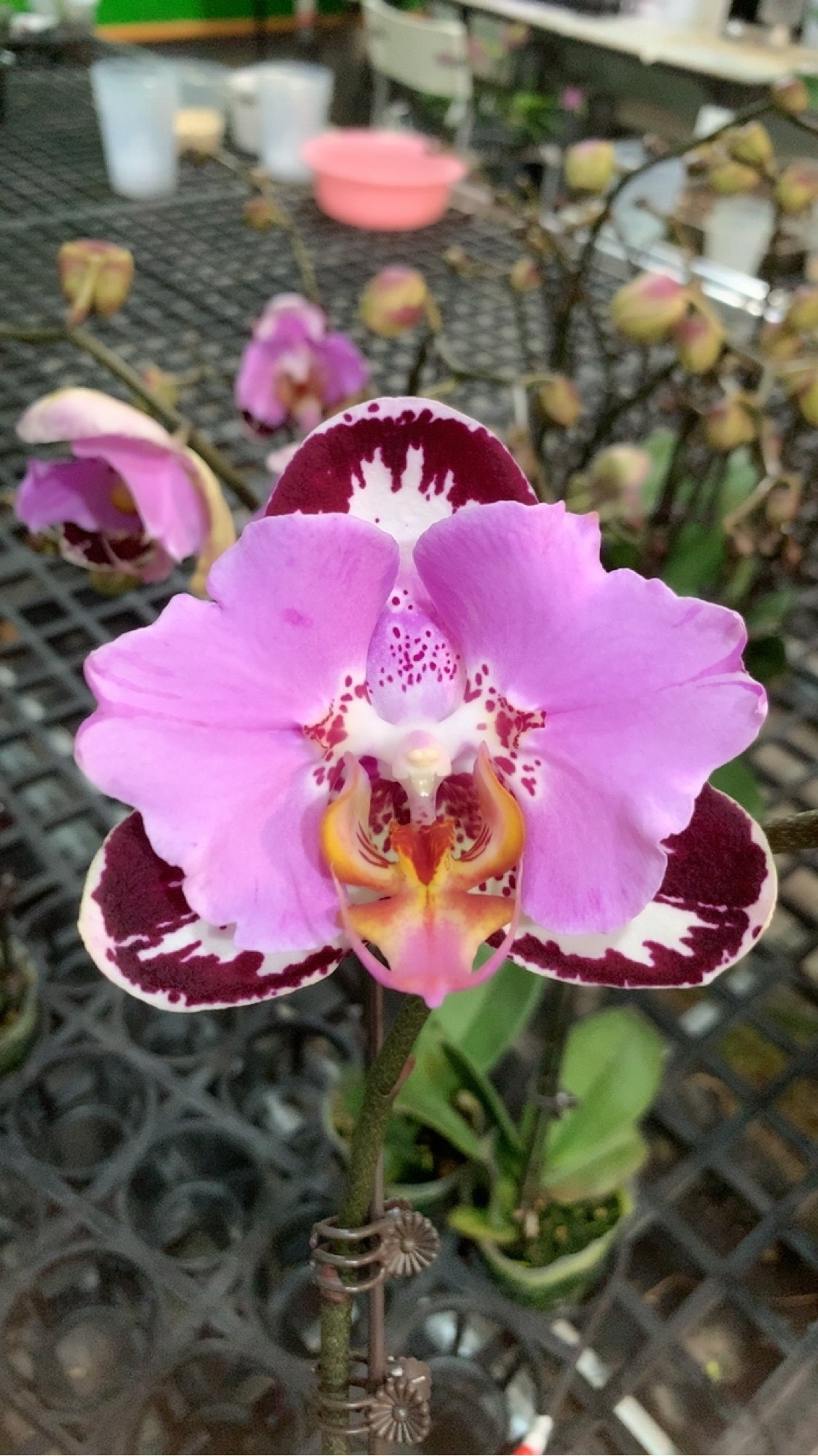 稀有品种：黑钢琴 两眼变异 3.5开花或花苞,鲜花速递/花卉仿真/绿植园艺,国兰/杂交兰/洋兰类,淘宝优惠券,粉丝福利购,淘宝优惠卷