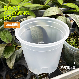 蝴蝶兰龙兰专用花盆大口径透明塑料盆8寸杯石斛兰花盆透气控根盆