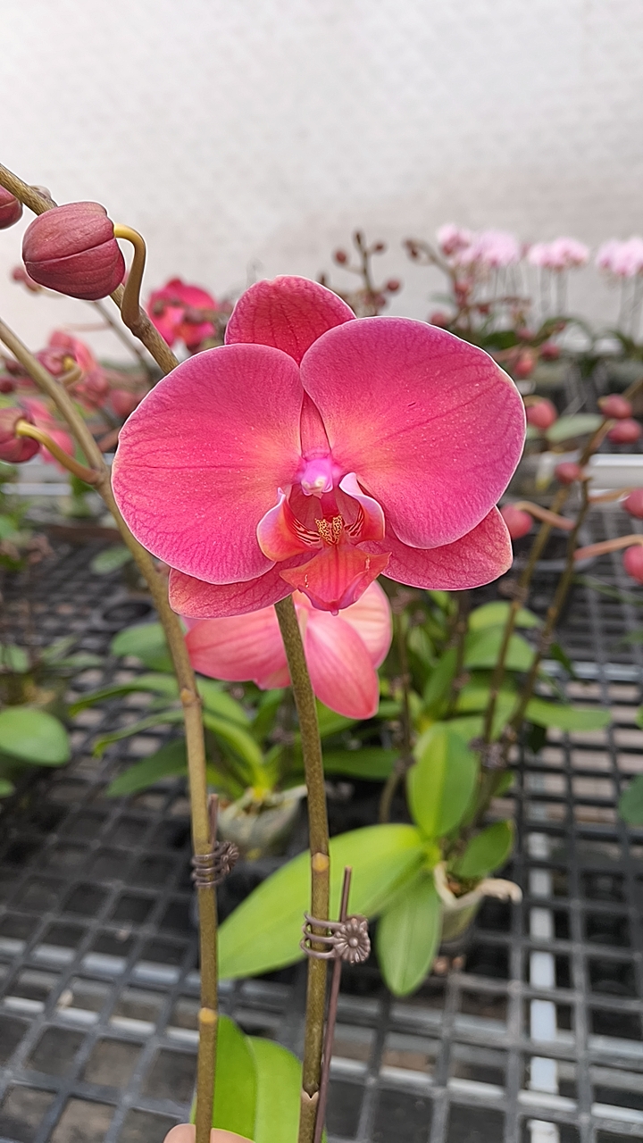 新品:金砖3寸双剑开花或花苞