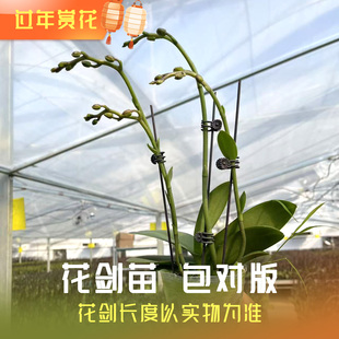 蝴蝶兰花苗小花苞年宵花盆栽双花剑中大苗开花包对版漫舞花开