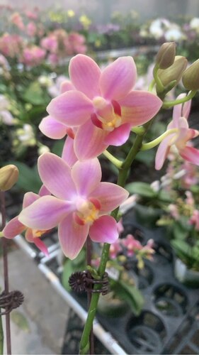 湾湾品:3318香味小香花3.5寸杯苗苗