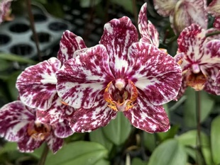 黑大理石巧克力2.5寸杯苗苗(根少)~有返祖几率