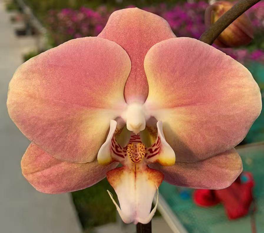 新品：新罗马3.0寸杯 双剑 开花或者花苞,鲜花速递/花卉仿真/绿植园艺,国兰/杂交兰/洋兰类,淘宝优惠券,粉丝福利购,淘宝优惠卷