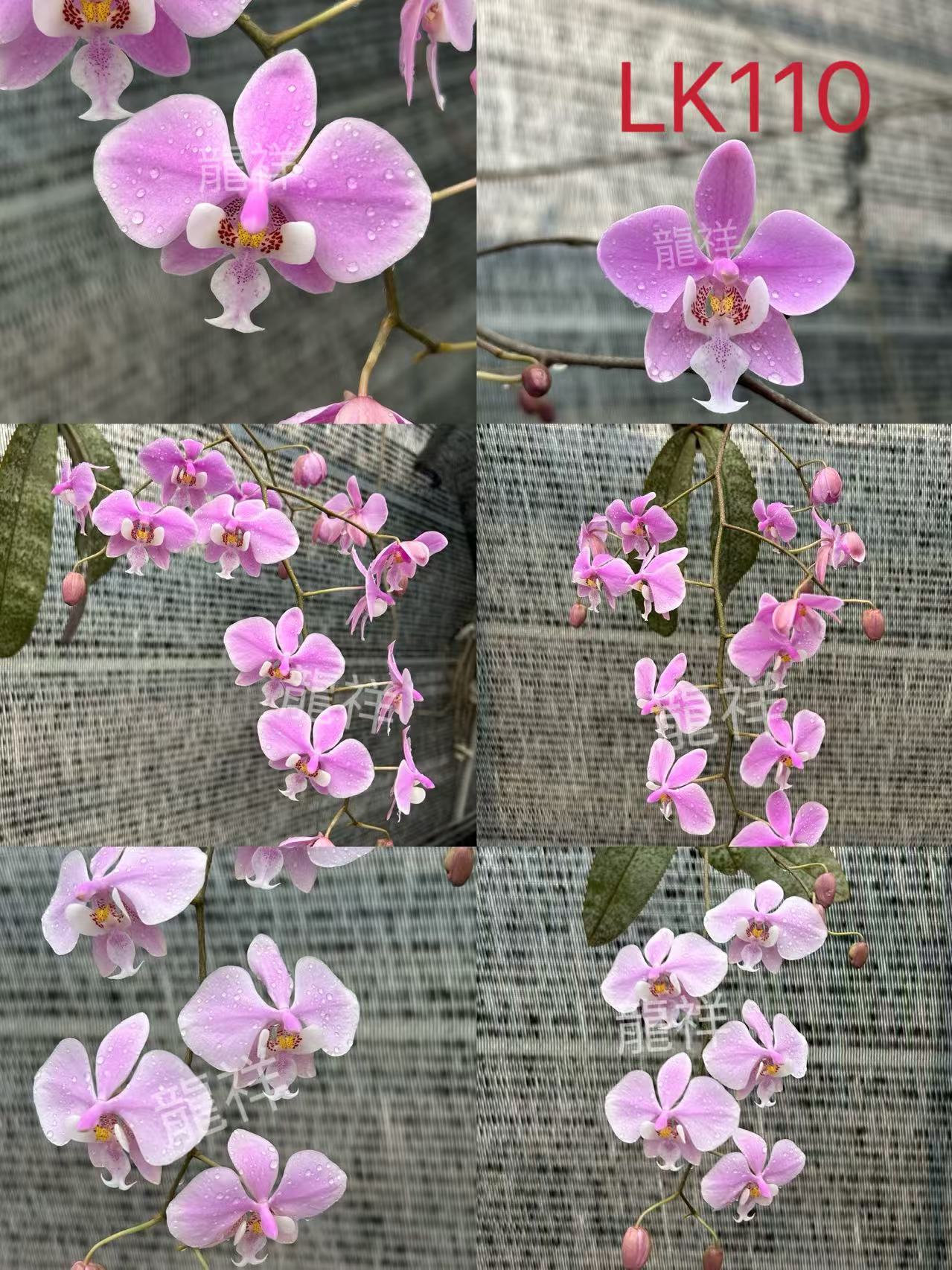 长叶山采实生西蕾利3.5寸抽梗苗（刚升杯根少）