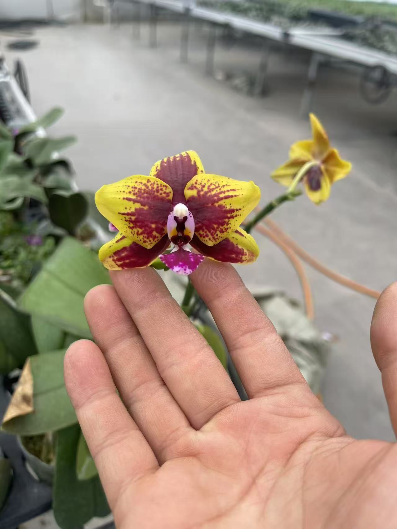 新品：维苏威3.0苗（刚升杯根少）