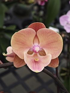 醉温柔3.0寸杯双剑开花带苞~根少有瑕