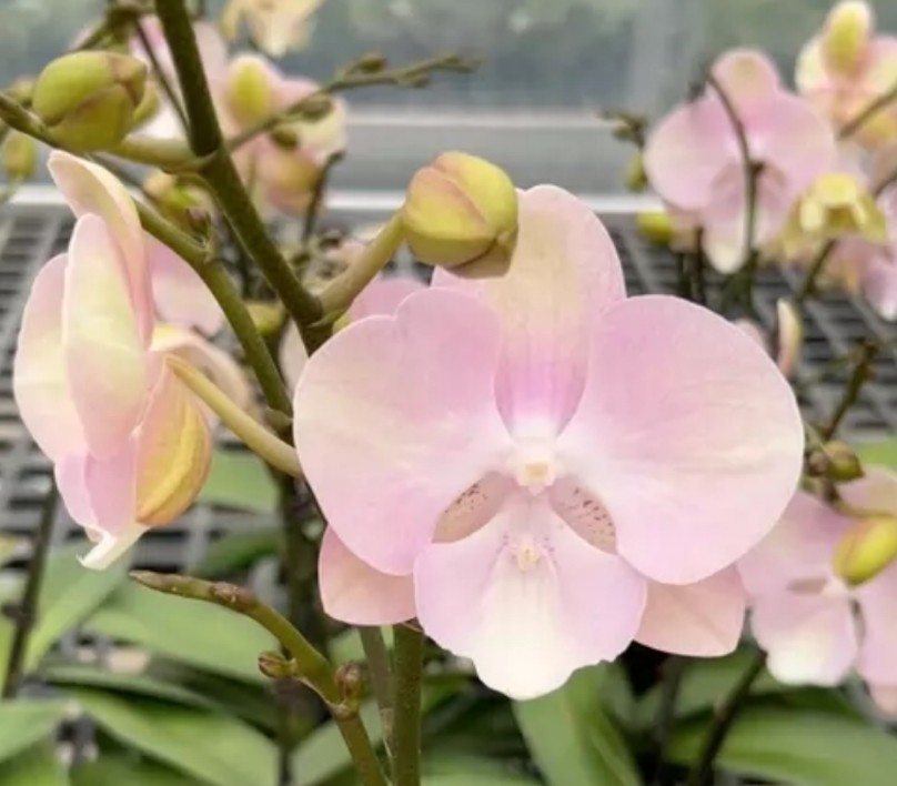 网红爆款：威尼斯3杯双剑开花或者花苞,鲜花速递/花卉仿真/绿植园艺,国兰/杂交兰/洋兰类,淘宝优惠券,粉丝福利购,淘宝优惠卷