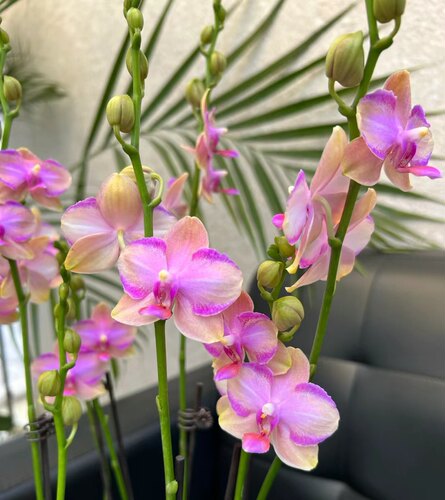 丰花品种：2.8 寸杯韩国水晶双剑花苞~叶瑕