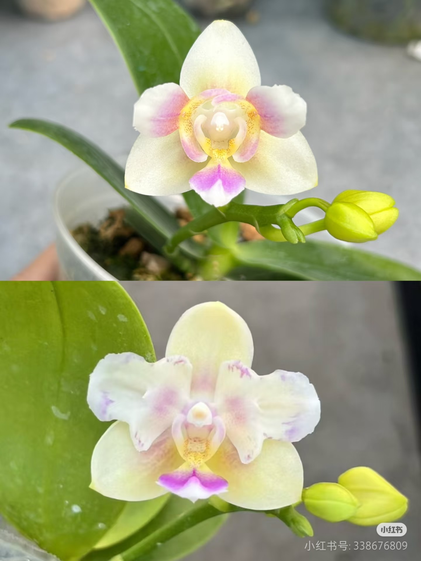 稀有品种：苏园雪花两眼2.5寸苗刚升杯根少（有反祖机率）,鲜花速递/花卉仿真/绿植园艺,国兰/杂交兰/洋兰类,淘宝优惠券,粉丝福利购,淘宝优惠卷