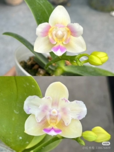 稀有品种：苏园雪花两眼2.5寸苗刚升杯根少（有反祖机率）