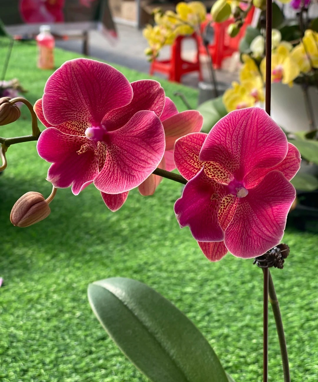 新品：花木男双剑小花包3.0