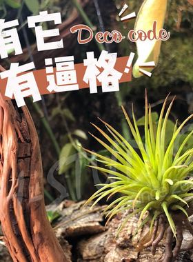 高真空凤空气凤梨爬宠环境造景装饰绿植 出口品质假花植物景观