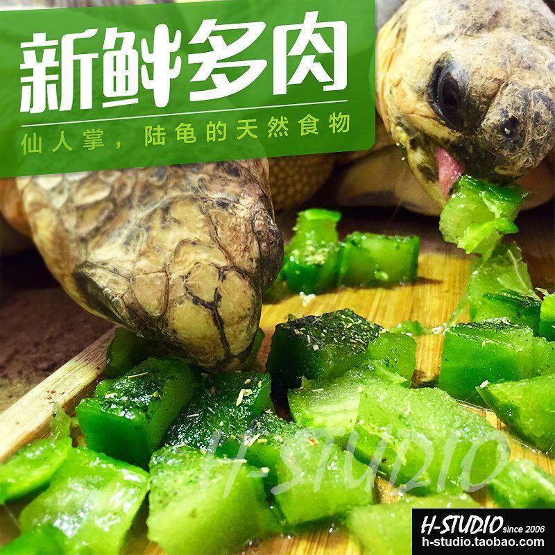 新鲜多肉仙人掌陆龟粮食 天然饲爬虫/鸣虫食物
