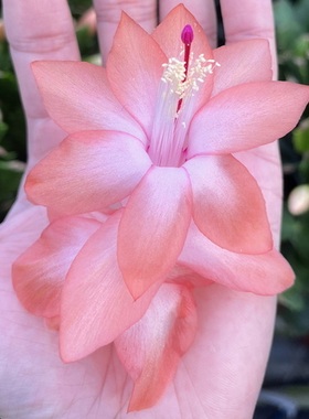 进口新品种蟹爪兰维纳斯杏黄色阳台花卉室内多肉植物多年生莱妮家