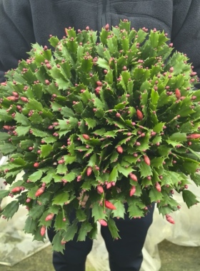 蟹爪兰大盆栽苗稀有进口雷神系阳台花卉多年生凯西利亚光炫莱妮家