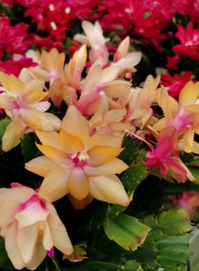 蟹爪兰带花苞超大盆栽室内阳台花卉多年生原盆原土自根爆盆莱妮家