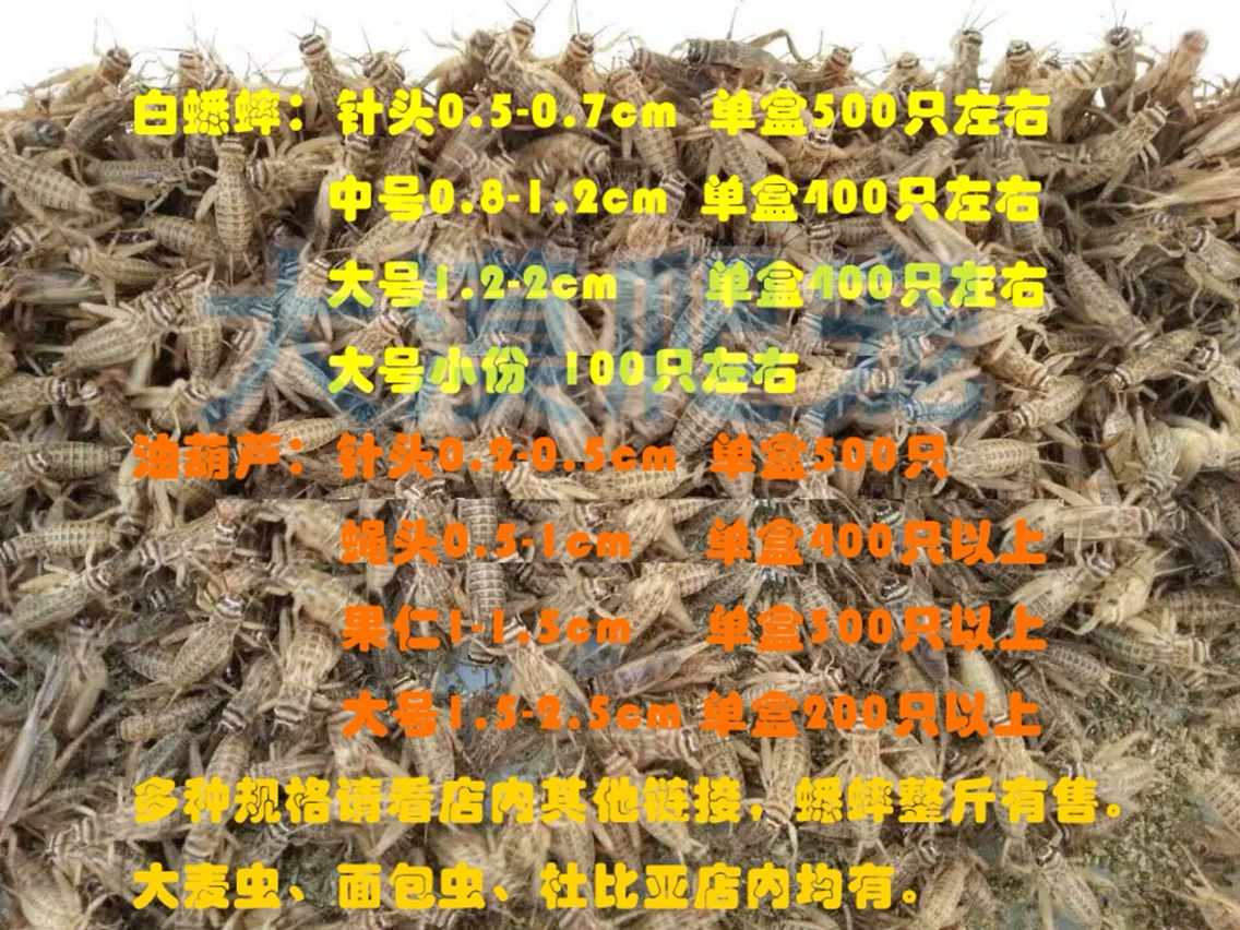 白蛐蛐白蟋蟀白针头中号大号蟋蟀饲料白虫活体活食油葫芦 整斤
