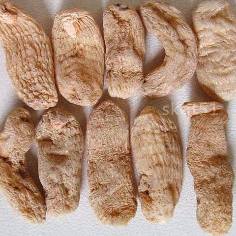 云南小草坝昭通天麻仿野生250g
