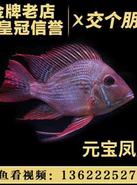 金龙鱼活体混养凤凰鱼包邮