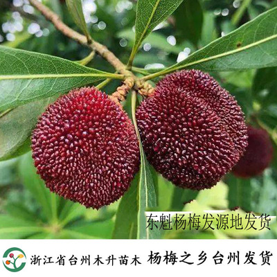 东魁杨梅苗台州木升苗木嫁接正宗