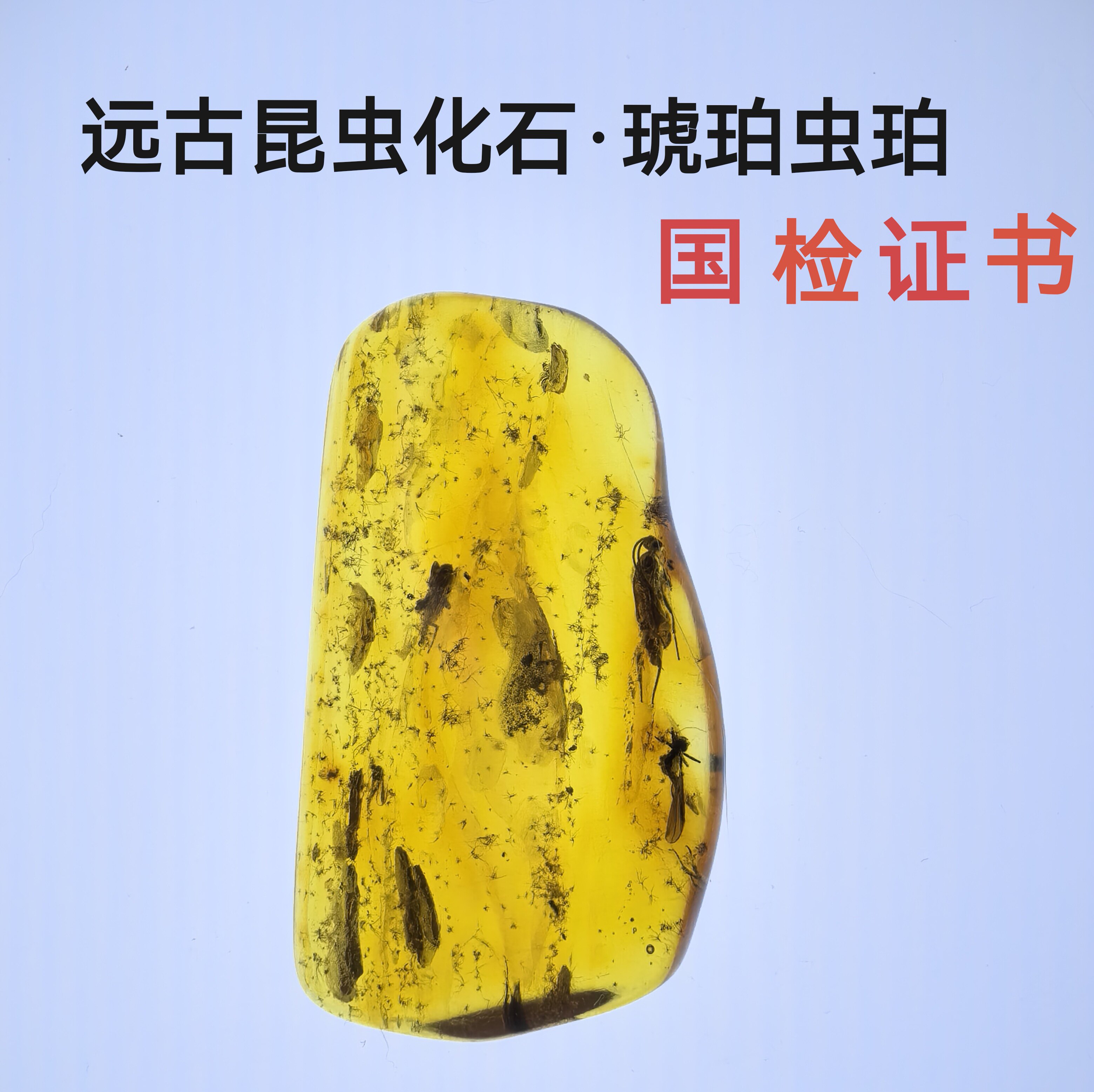 波罗的海远古动植物琥珀化石教学收藏虫珀蜘蛛蚊子3-4克国检证书