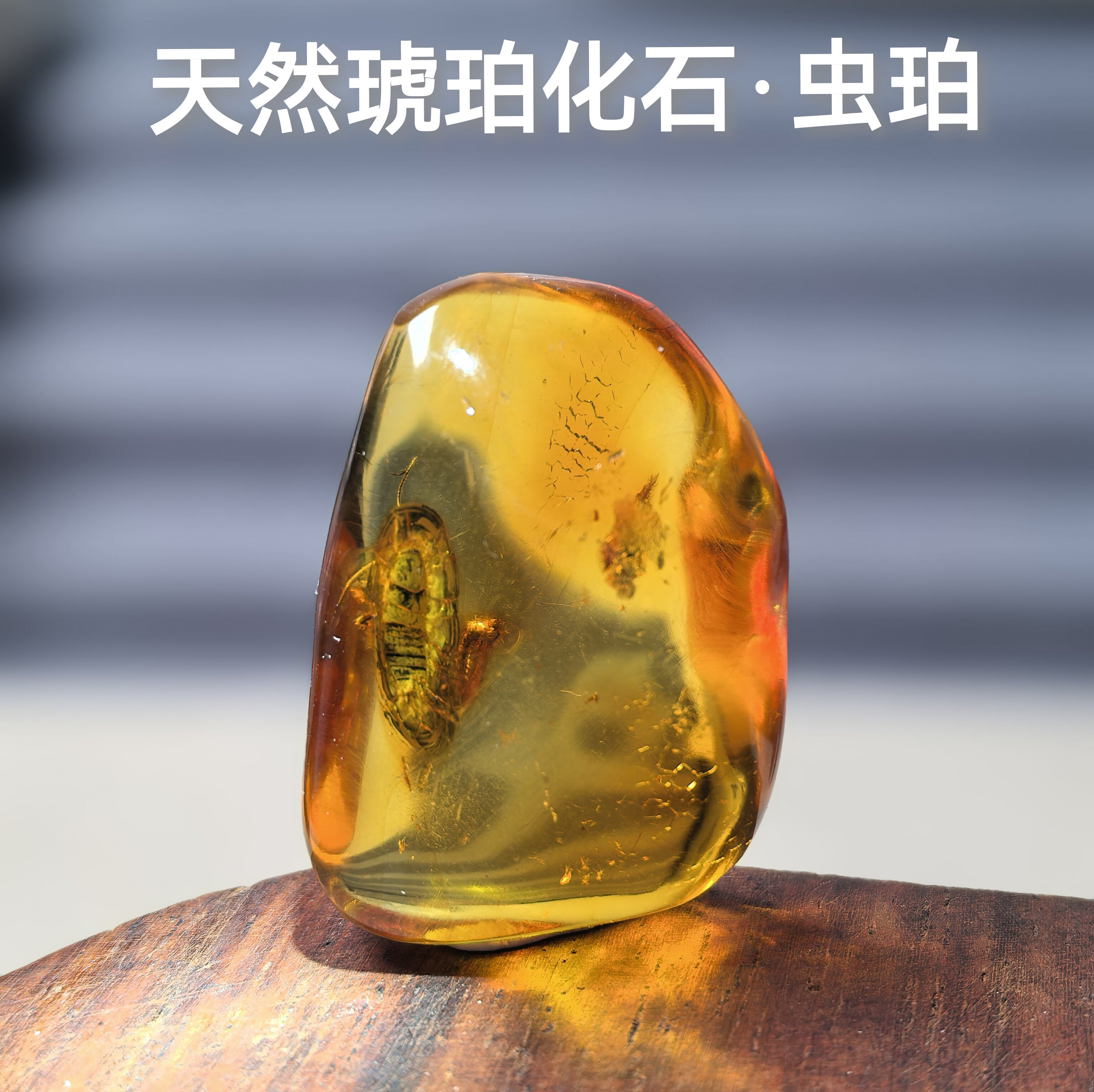 天然琥珀昆虫化石标本虫珀吊坠教学素材蜂蝉蚂蚁飞虫收藏孤品